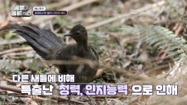 [동물은 훌륭하다] 밝혀진 게 없어 더욱 신비로운 ‘라이어 버드’의 진짜 울음소리는?