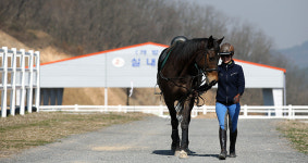 Hamans new engine of growth: horse husbandry