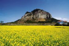 花の香りが漂う、「三多島の春」