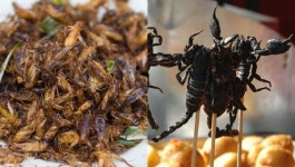 아스텔리아 식탁 #1, 영양 한가득! 특별한 재료로 만들어지는 이색 요리