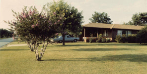 메마른 땅에서도 자라는 잔디