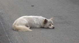 매일 가출하는 고양이 잘난 척...탈출냥의 숨겨진 비밀을 밝혀라 (TV 동물농장)