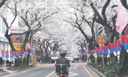기안84, 제주 벚꽃길 따라 아버지 향한 힐링 라이딩 (나혼산)