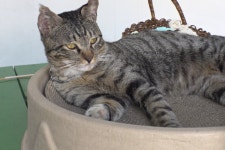 울보 고양이 쿠자가 우는 이유는?...울음소리 속 감춰진 비밀(TV동물농장)