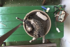 울보 고양이 쿠자가 우는 이유는?...울음소리 속 감춰진 비밀(TV동물농장)