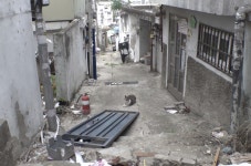 재개발 지역에 남겨진 300마리 고양이들...한남 3구역 구조 대작전 (동물농장)