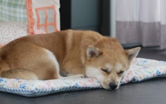 천하의 페이커도 무장해제 시켰다...T1 사옥 접수한 인턴견 룽지(동물농장)