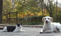 서로의 아픔 보듬은 상처 입은 유기견과 유기묘...사람보다 더 따뜻한 동행 (TV 동물농장)