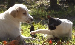 서로의 아픔 보듬은 상처 입은 유기견과 유기묘...사람보다 더 따뜻한 동행 (TV 동물농장)