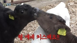 도경수X이광수, 송아지 침범벅 입맞춤 직관에 분노…“적당히 해야 못 본 척하지”