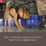 [이미지 뉴스] 멍멍! 진돗개 1호 군견, 명 받았습니다