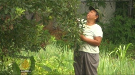 [Al jazeera] Urban farming springs new life for refugees in the US