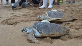 제주에서 방류된 푸른바다거북, 고향 베트남에 무사히 도착