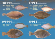 어린 가자미를 지켜주세요…17㎝ 이하 포획·유통 금지