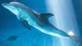 우영우가 말한 남방큰돌고래…비봉이 바다로 돌아간다