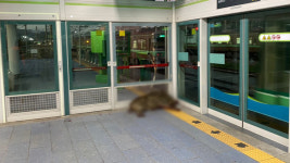 양산 지하철역에서 100㎏ 멧돼지 난동…1명 다쳐