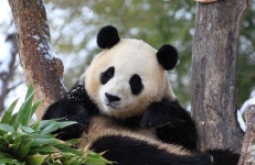 사육곰은 방치하면서 푸바오 남친 챙겨?…동물단체, 판다 도입 비판