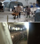 산골 축사에 현대판 노예가…삼형제 실종 미스터리