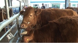 최고의 한우를 찾아라!