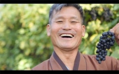 산머루로 갑부 된 ‘농사의 신’, 비결은…