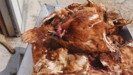 채널A  농장동물의 충격적 사육실태