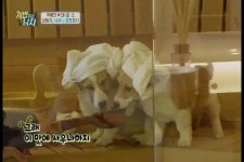 웰시코기 삼둥이, 주병진 펜트하우스 사우나 점령