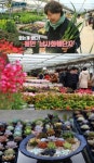 ‘관찰카메라 24’ 꽃구경 의 새로운 성지…용인 ‘남사화훼단지’
