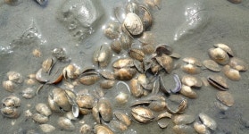 영흥도 갯벌서 바닷물에 휩쓸려 40대 숨져