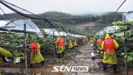 한국체육산업개발, 폭우 피해 농가 일손 돕기 나서