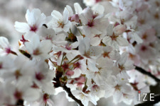 여유롭게 벚꽃 보기 좋은 곳 4