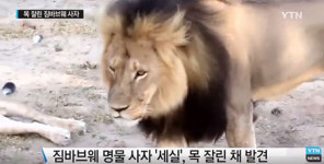 세실 사자, 사냥한 치과의사 후회한다고 하지만…