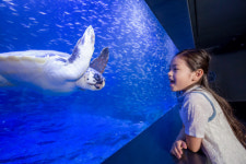 영원한 나만의 바다 아쿠아플라넷 63 리뉴얼 개관