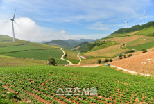 이보다 쿨하고 더 핫할 수는 없다, 태백고원 여름여행