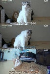 삼시세끼 고양이 쿵이·몽이, 귀여움 폭발 이제는 냥이 시대