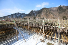 [스포츠서울 소비자만족대상:용대물산] 1만 평 덕장서 직접 건조·가공한 황태의 정직한 맛