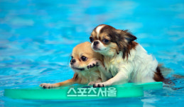 개리비안베이? 반려견과 견주가 함께 물놀이하는 워터파크 DOG판타지아