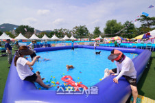 개리비안베이? 반려견과 견주가 함께 물놀이하는 워터파크 DOG판타지아