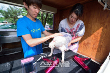 개리비안베이? 반려견과 견주가 함께 물놀이하는 워터파크 DOG판타지아