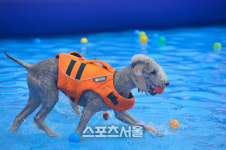 개리비안베이? 반려견과 견주가 함께 물놀이하는 워터파크 DOG판타지아