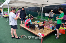 개리비안베이? 반려견과 견주가 함께 물놀이하는 워터파크 DOG판타지아