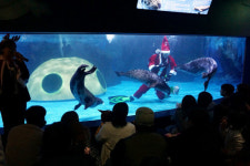 코엑스 아쿠아리움, 수중공연 인어와 산타 다이버의 크리스마스 선물 … 오는 25일까지