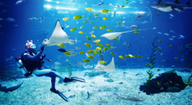 켄싱턴리조트 제주서귀포, 윈터 아쿠아플라넷 패키지 출시