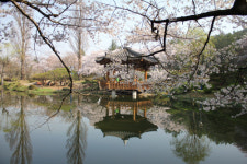 켄싱턴리조트 경주, 봄나들이 여행 패키지 선봬
