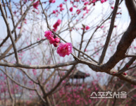 도르락 도르락 툭툭 매화가지에 100만개의 봄이 터진다, 삼월의 광양