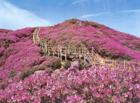 켄싱턴리조트 지리산남원, 지리산 바래봉 철쭉제 패키지 출시