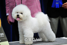 [포토]인형인줄 알았죠?~ KKC 국제 도그쇼 이모저모