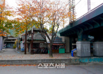 화려한 듯 은은한 듯 떠나는 가을 합천의 마지막 뒷모습