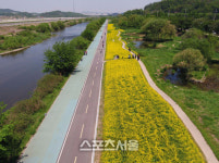성남시, 태평동 탄천 유채꽃밭 장관 연출