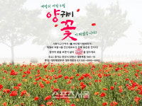 안산시, 대부도 붉은 양귀비 꽃 물결 절정
