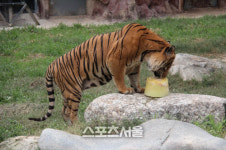 광주광역시, 우치동물원 동물들의 특별한 여름나기
